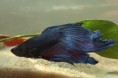 /album/priroda/betta-splendens-jpg/